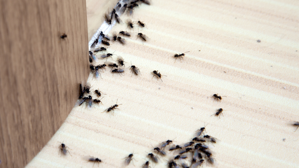 Ant trail on the floor along the skirting