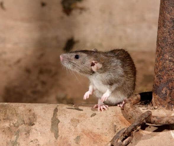 Mouse perched on rusted pipe, symbolizing transformation and adaptability.