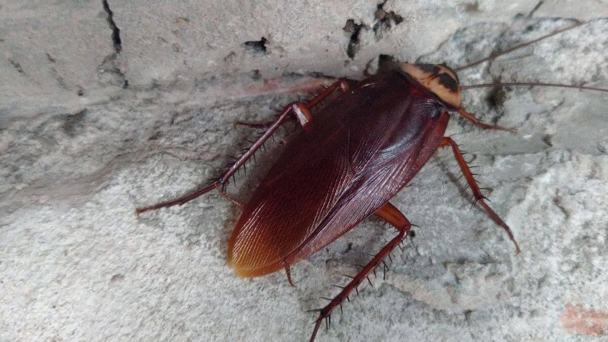 Close-up of a cockroach on a wall surface, highlighting pest control issues.