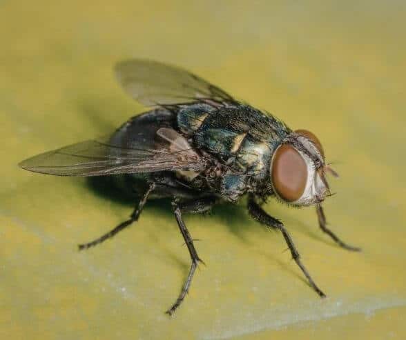 Fly on leaf for pest control solutions.