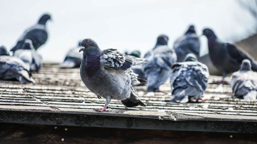 A flock of persistent pigeons on the roof necessitate the needs of bird control by professional