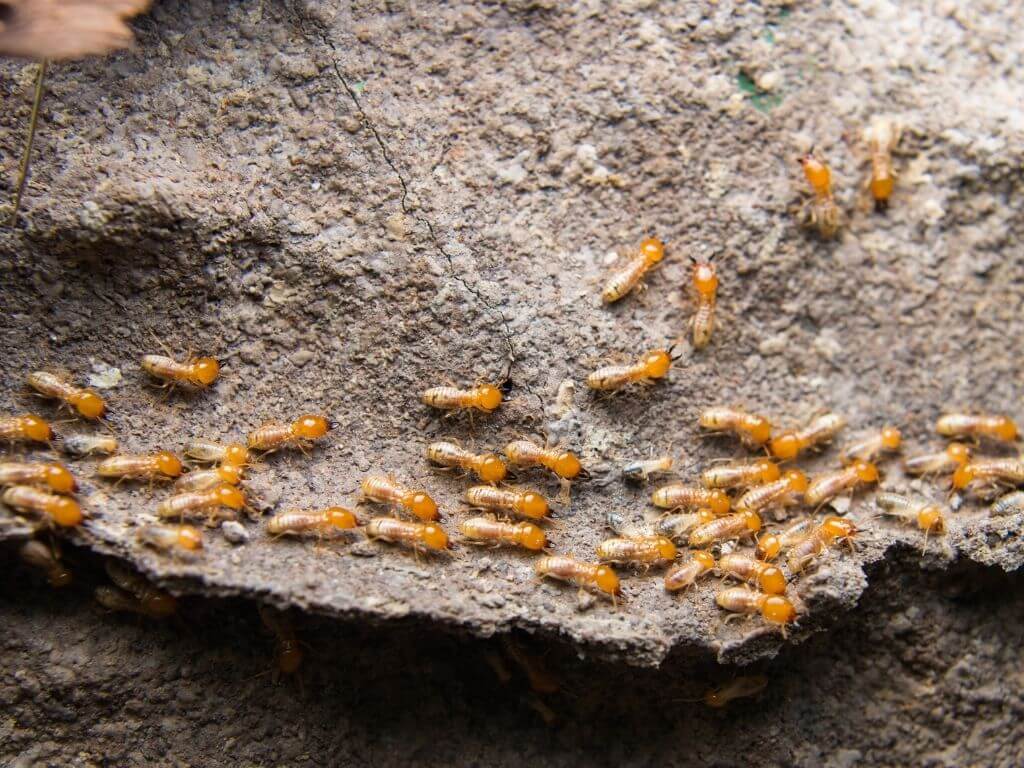 Ants on soil surface for pest control.