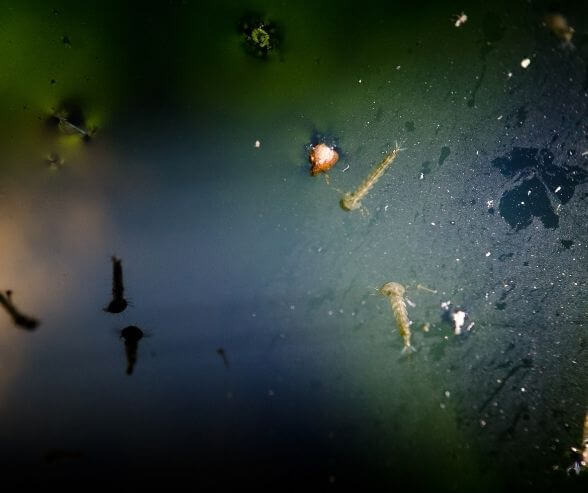 mosquito larvae in water