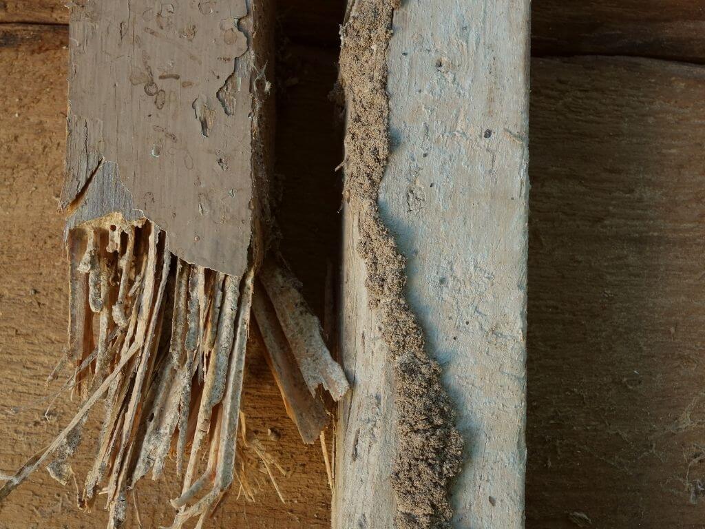 termite mud tube along a door frame